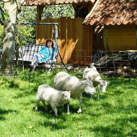 Zirkuswagen Auf Schafswiese *